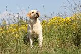 LABRADOR 393
